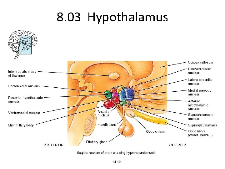 The Endocrine System l Unit 7 The Endocrine