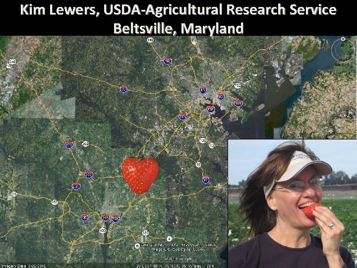 Kim Lewers, USDA-Agricultural Research Service Beltsville, Maryland 