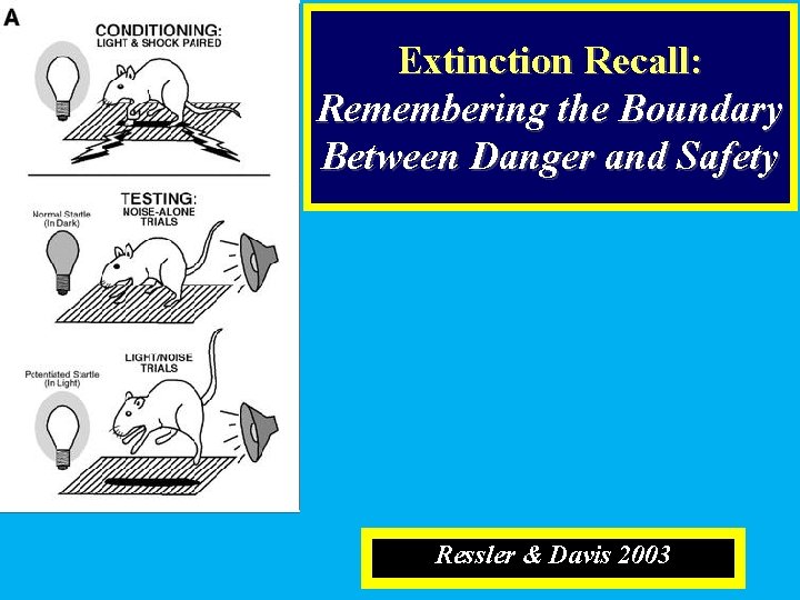 Extinction Recall: Remembering the Boundary Between Danger and Safety Ressler & Davis 2003 