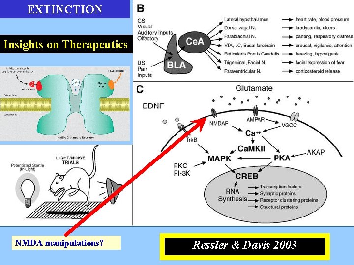EXTINCTION Insights on Therapeutics NMDA manipulations? Ressler & Davis 2003 