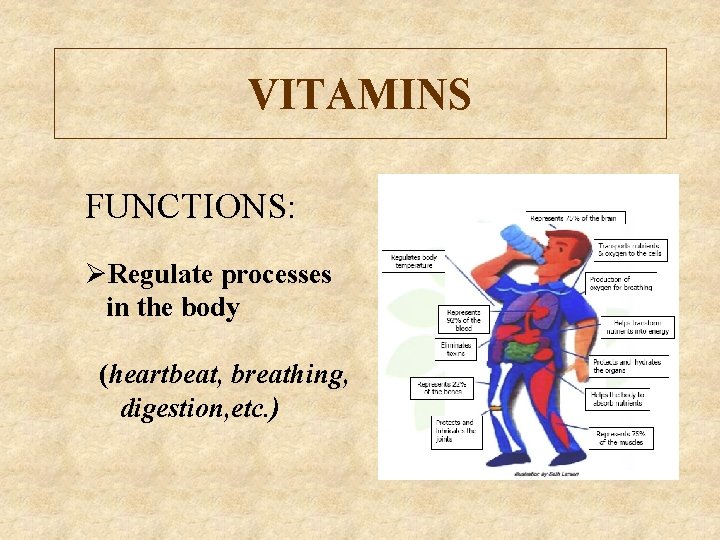 VITAMINS FUNCTIONS: ØRegulate processes in the body (heartbeat, breathing, digestion, etc. ) 