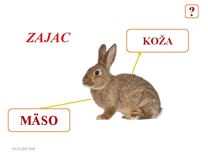 ? ZAJAC MÄSO 19. 12. 2021 3: 04 KOŽA 