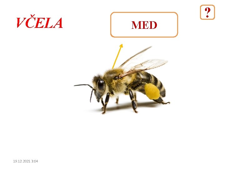 VČELA 19. 12. 2021 3: 04 MED ? 