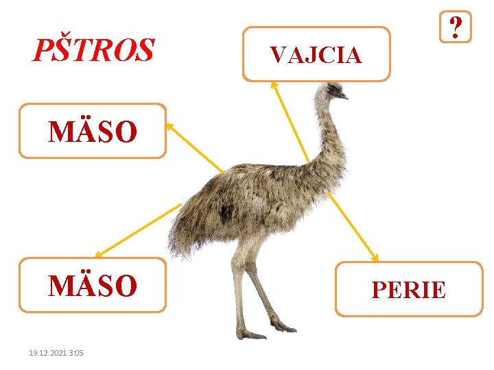 PŠTROS ? VAJCIA MÄSO 19. 12. 2021 3: 05 PERIE 