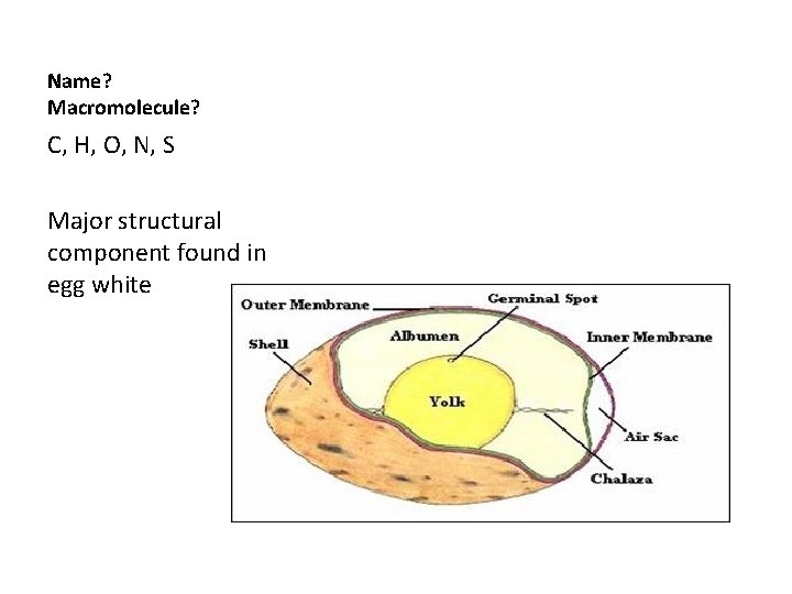 Name? Macromolecule? C, H, O, N, S Major structural component found in egg white