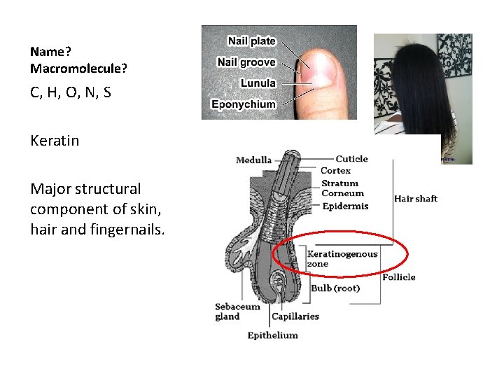 Name? Macromolecule? C, H, O, N, S Keratin Major structural component of skin, hair