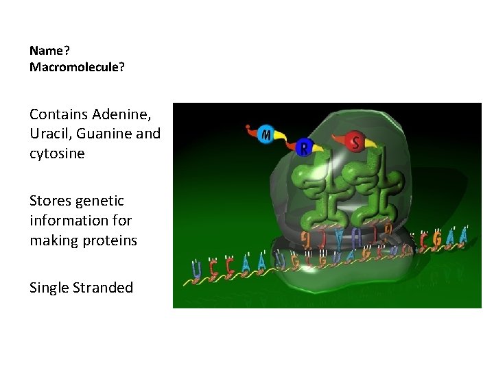Name? Macromolecule? Contains Adenine, Uracil, Guanine and cytosine Stores genetic information for making proteins