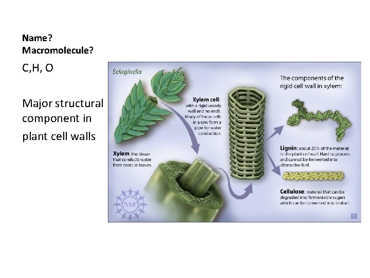 Name? Macromolecule? C, H, O Major structural component in plant cell walls 