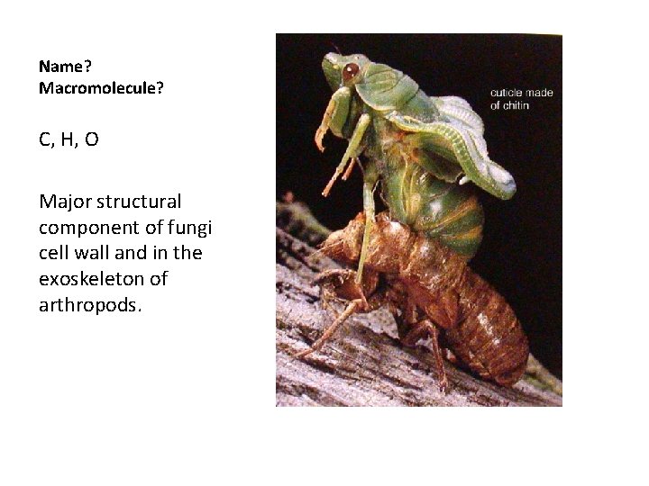 Name? Macromolecule? C, H, O Major structural component of fungi cell wall and in