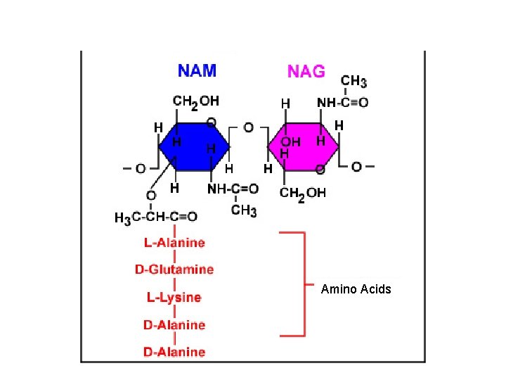 Amino Acids 