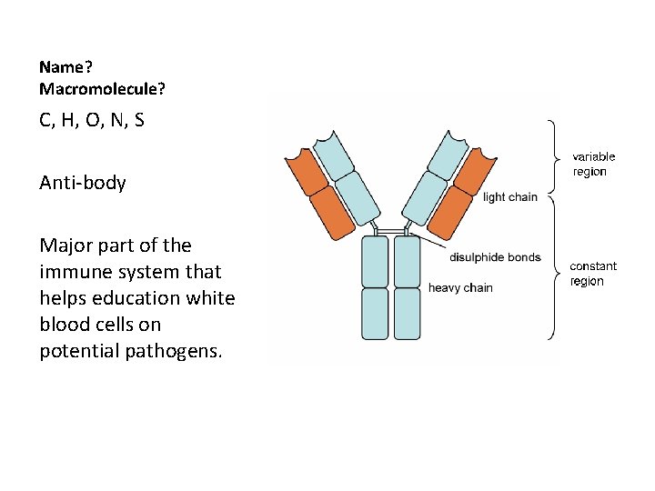 Name? Macromolecule? C, H, O, N, S Anti-body Major part of the immune system