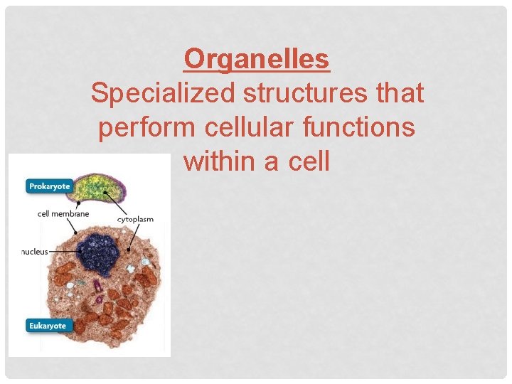 CELL STRUCTURE FUNCTION MODULE ASHLEY J TAYLOR MVHS