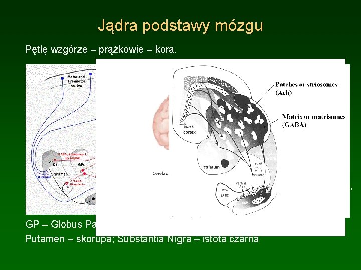 Jądra podstawy mózgu Pętlę wzgórze – prążkowie – kora. Czerwone linie – hamowanie, głownie Jądra podstawy mózgu Pętlę wzgórze – prążkowie – kora. Czerwone linie – hamowanie, głownie