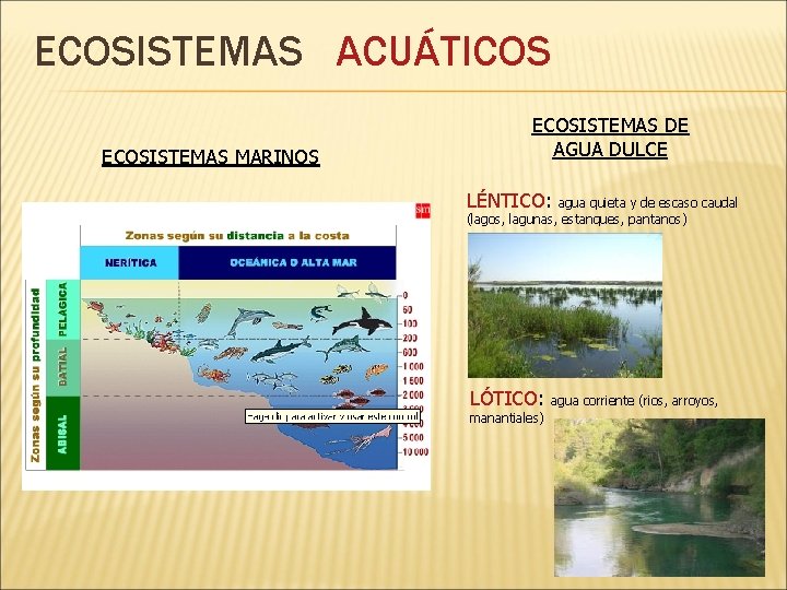 ECOSISTEMAS ACUÁTICOS ECOSISTEMAS MARINOS ECOSISTEMAS DE AGUA DULCE LÉNTICO: agua quieta y de escaso