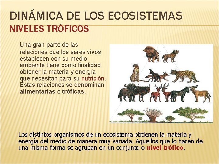 DINÁMICA DE LOS ECOSISTEMAS NIVELES TRÓFICOS Una gran parte de las relaciones que los