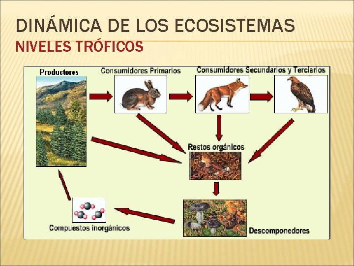 DINÁMICA DE LOS ECOSISTEMAS NIVELES TRÓFICOS 