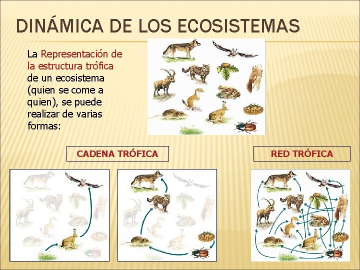 DINÁMICA DE LOS ECOSISTEMAS La Representación de la estructura trófica de un ecosistema (quien