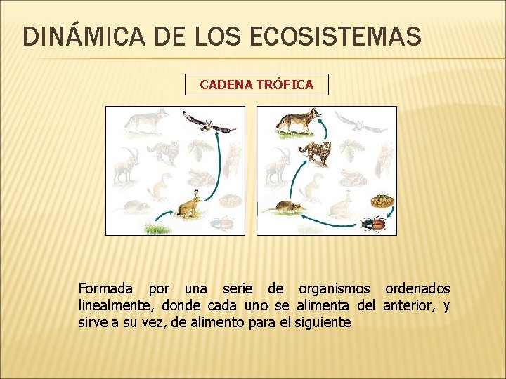 DINÁMICA DE LOS ECOSISTEMAS CADENA TRÓFICA Formada por una serie de organismos ordenados linealmente,
