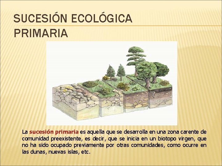 SUCESIÓN ECOLÓGICA PRIMARIA La sucesión primaria es aquella que se desarrolla en una zona