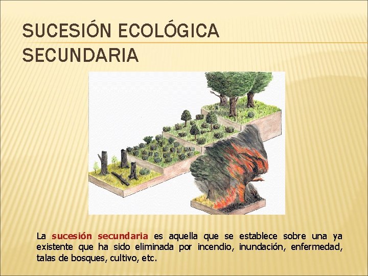 SUCESIÓN ECOLÓGICA SECUNDARIA La sucesión secundaria es aquella que se establece sobre una ya