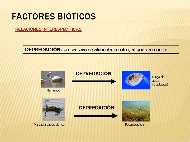 FACTORES BIOTICOS RELACIONES INTERESPECÍFICAS DEPREDACIÓN: un ser vivo se alimenta de otro, al que