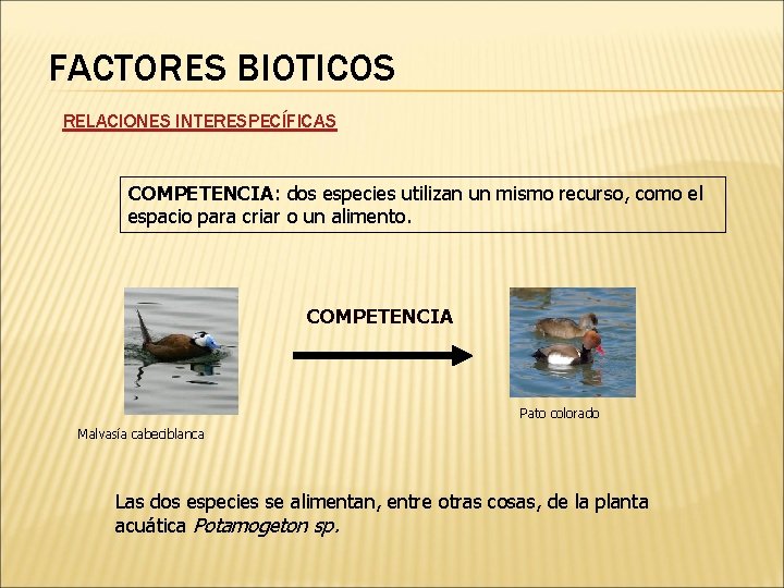 FACTORES BIOTICOS RELACIONES INTERESPECÍFICAS COMPETENCIA: dos especies utilizan un mismo recurso, como el espacio