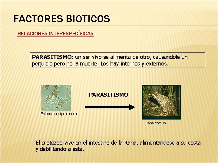 FACTORES BIOTICOS RELACIONES INTERESPECÍFICAS PARASITISMO: un ser vivo se alimenta de otro, causandole un