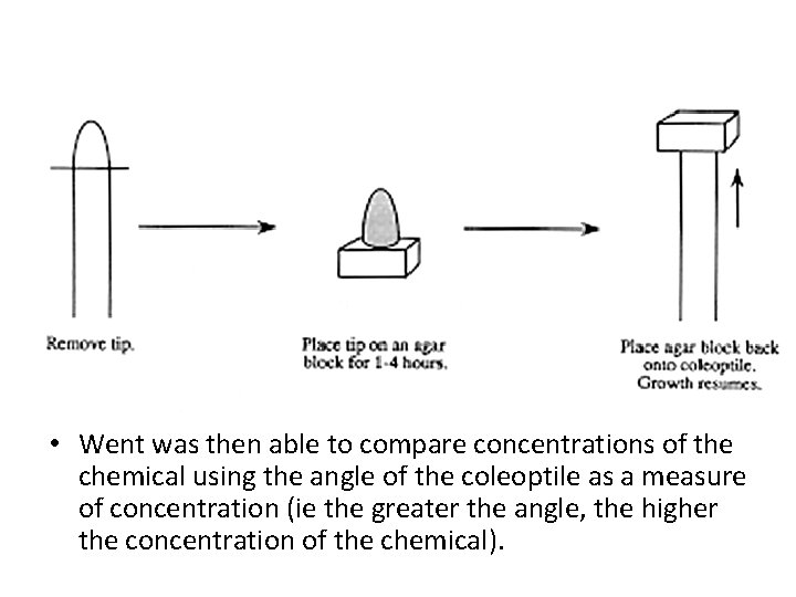  • Went was then able to compare concentrations of the chemical using the