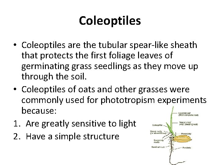 Coleoptiles • Coleoptiles are the tubular spear-like sheath that protects the first foliage leaves