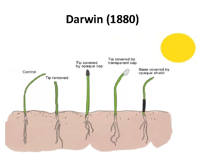 Darwin (1880) 