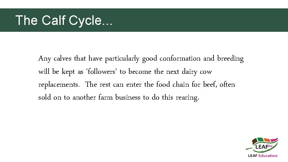 The Calf Cycle. . . Any calves that have particularly good conformation and breeding