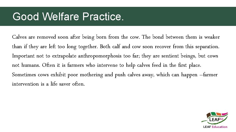 Good Welfare Practice. Calves are removed soon after being born from the cow. The