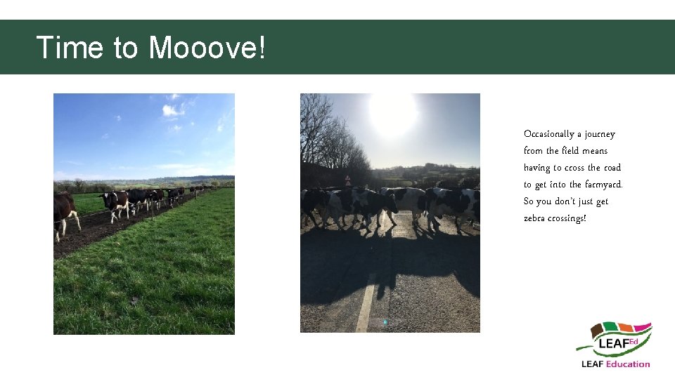 Time to Mooove! Occasionally a journey from the field means having to cross the