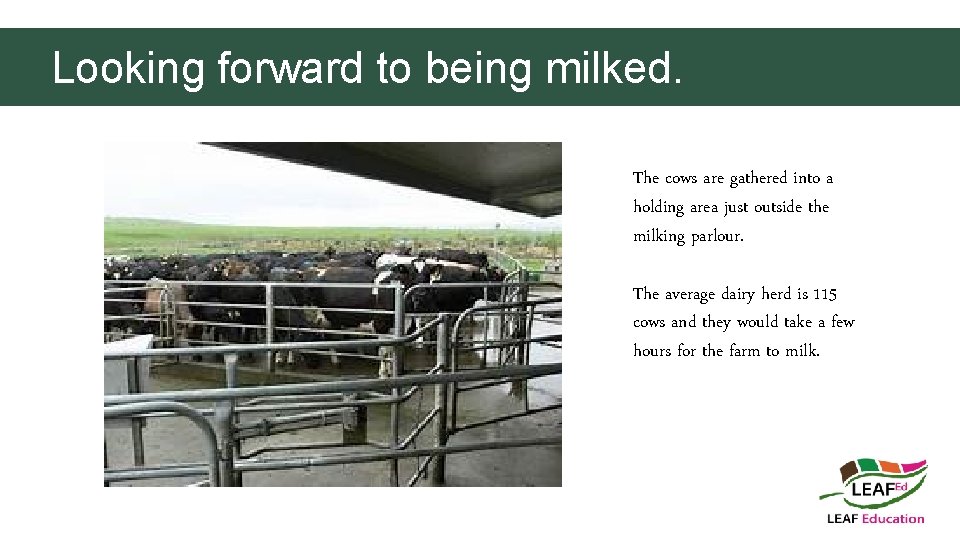 Looking forward to being milked. The cows are gathered into a holding area just