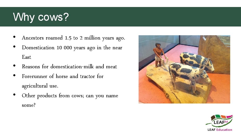 Why cows? • Ancestors roamed 1. 5 to 2 million years ago. • Domestication
