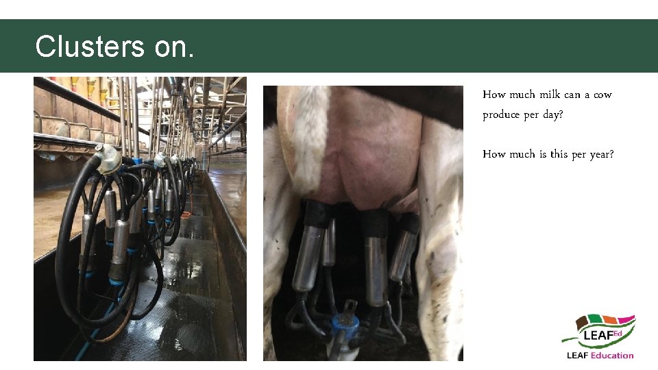 Clusters on. How much milk can a cow produce per day? How much is