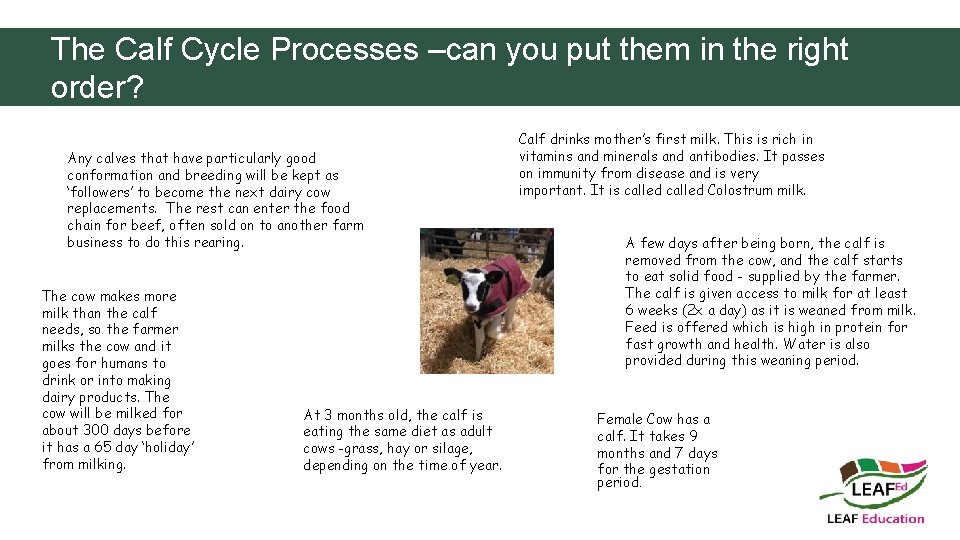 The Calf Cycle Processes –can you put them in the right order? Any calves
