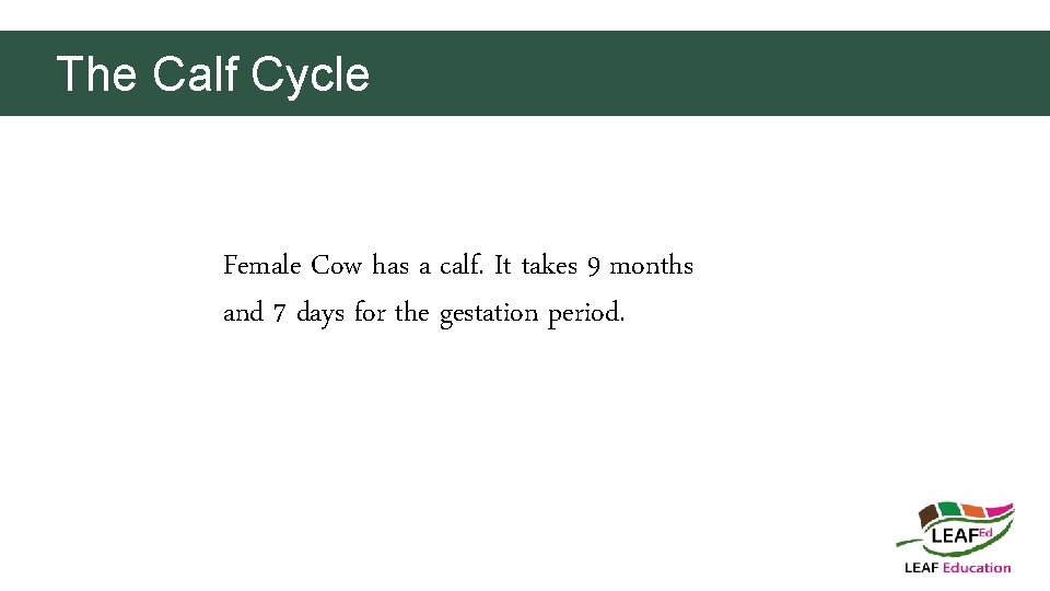 The Calf Cycle Female Cow has a calf. It takes 9 months and 7