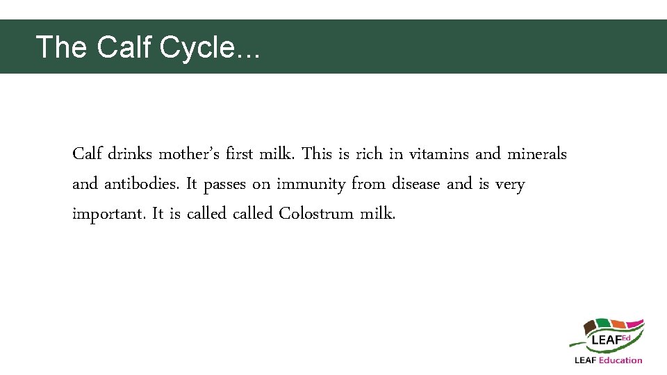 The Calf Cycle. . . Calf drinks mother’s first milk. This is rich in