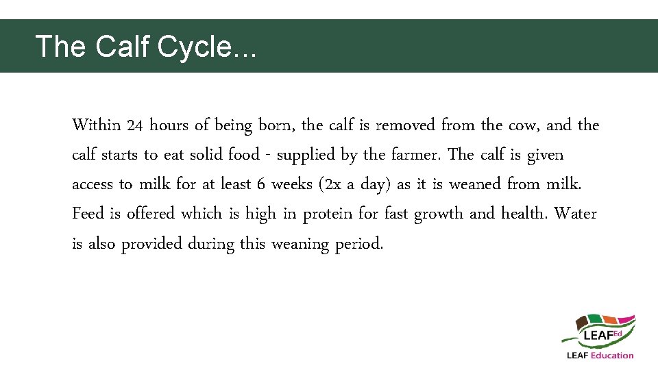 The Calf Cycle. . . Within 24 hours of being born, the calf is