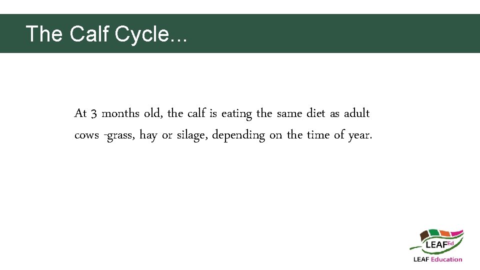 The Calf Cycle. . . At 3 months old, the calf is eating the
