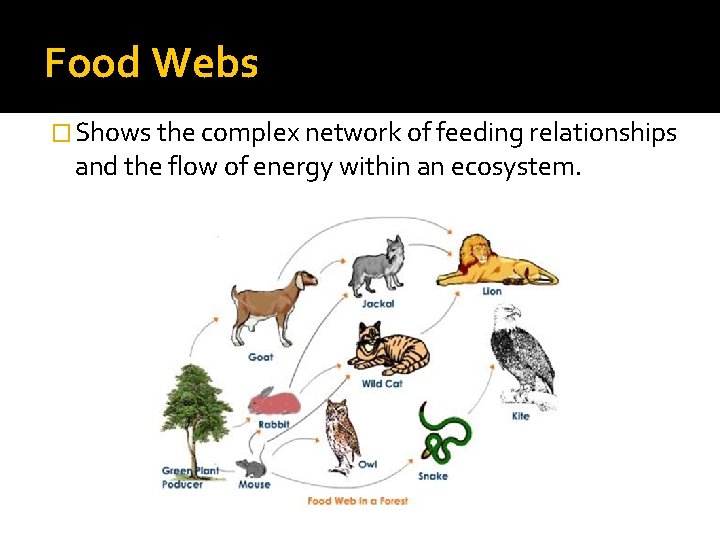 Food Webs � Shows the complex network of feeding relationships and the flow of