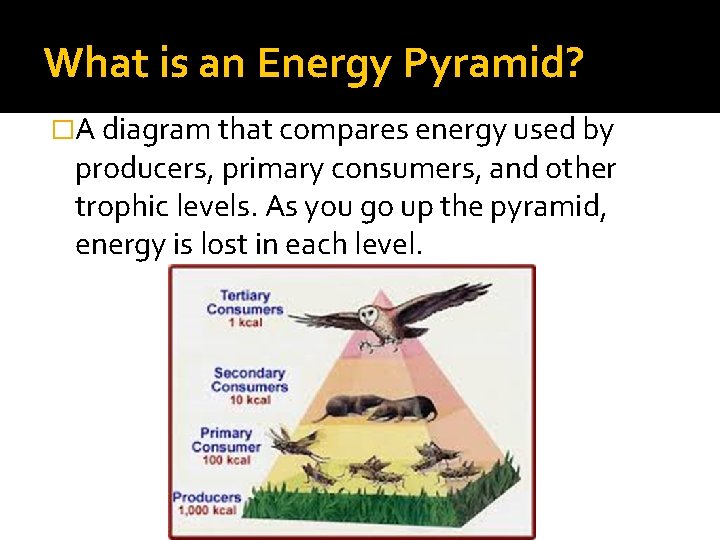 What is an Energy Pyramid? �A diagram that compares energy used by producers, primary