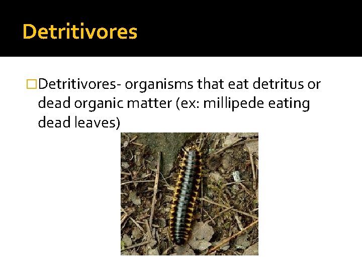 Detritivores �Detritivores- organisms that eat detritus or dead organic matter (ex: millipede eating dead