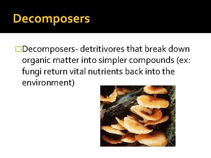 Decomposers �Decomposers- detritivores that break down organic matter into simpler compounds (ex: fungi return