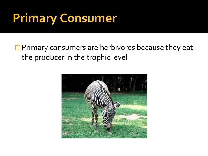 Primary Consumer � Primary consumers are herbivores because they eat the producer in the