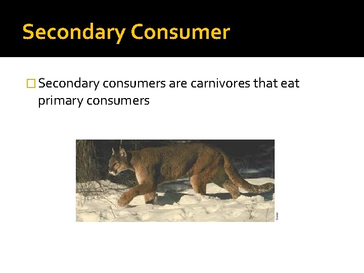 Secondary Consumer � Secondary consumers are carnivores that eat primary consumers 