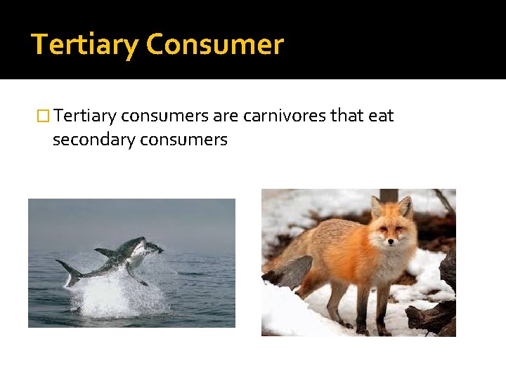 Tertiary Consumer � Tertiary consumers are carnivores that eat secondary consumers 