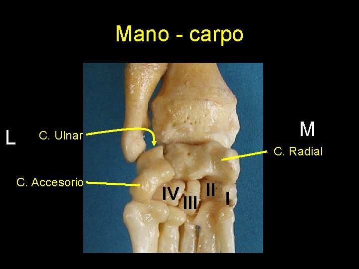 Mano - carpo L M C. Ulnar C. Radial C. Accesorio IV II I