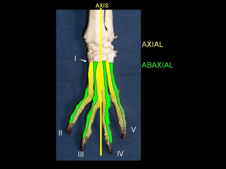 AXIS AXIAL I ABAXIAL V II IV 